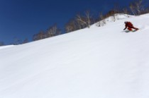 Beau ski entre les bouleaux
